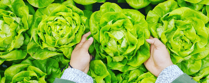 انواع تيشرت مردانه