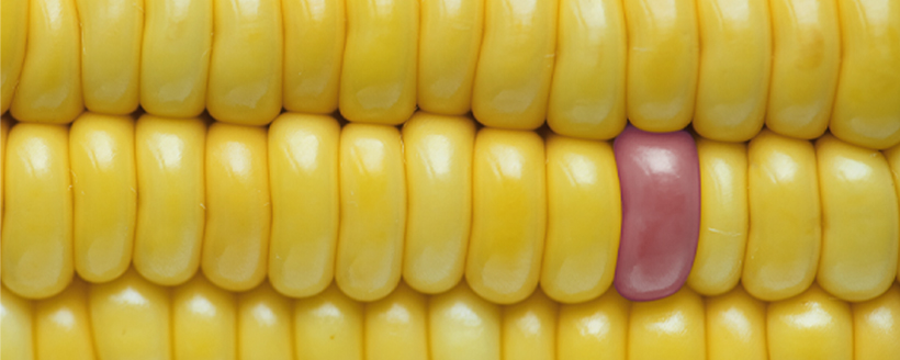 لوازم جانبي ليتو